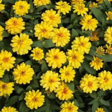 Carciumareasa Profusion double Yellow