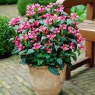Chelone obliqua