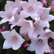 Clopotel chinezesc-Platycodon grandiflora Astra Pink