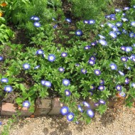 Convolvulus tricolor mix