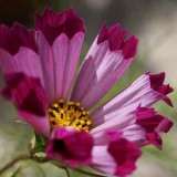 Cosmos Pied Piper Red