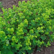 Creţişoara-Alchemilla Vulgaris