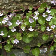 Cymbalaria Muralis-Kenilworth Iedera