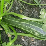 Dovlecel zucchini Cocozelle