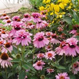 Echinacea Purpurea Doubledecker