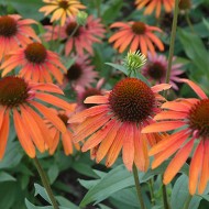 Echinacea Summer Sun