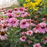 Echinaceea Purpurea Doubledecker