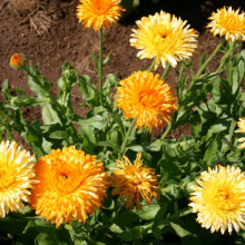 Galbenele-Calendula Off.Apricot Beauty