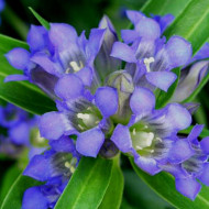 Gentiana Dahurica