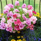 Godetia grandiflora