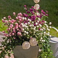 Gomphrena-Gomphrena globosa mix