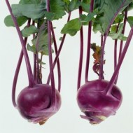 Gulie Purple
