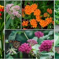 Iarba fluturilor-Asclepias incarnata