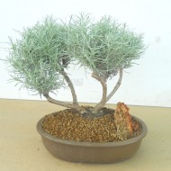 Imortela-Helichrysum italicum