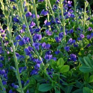 Indigou Salbatic-Baptisia Australis