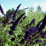 Liliac de vara-Buddleja Davidii Black Knight