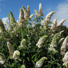 Liliac de vara-Buddleja Davidii White