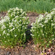 Lingureaua-Cochlearia officinalis