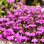 Lobelia erinus compacta Purple