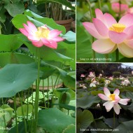 Lotus pink-Nelumbo nucifera