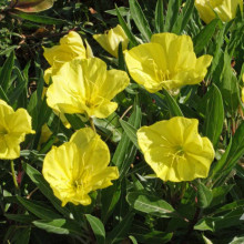 Luminita noptii-Oenothera missouriensis Golden yellow