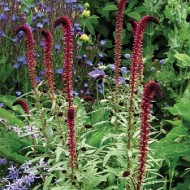 Lysimachia Atropurpurea Beaujolais