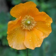 ﻿Mac Meconopsis Cambrica var.Aurantiaca