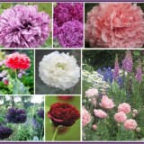 Mac Somniferum Red and Pink