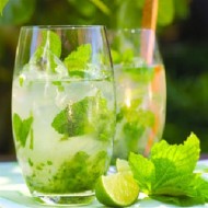 Menta Villosa Mojito Mint