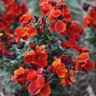 Micsuneaua ruginie-Cheiranthus cheiri Fire King