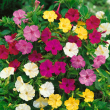 Mirabilis Jalapa mix