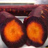 Morcov Purple