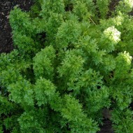 Mustar oriental Wasabi-na