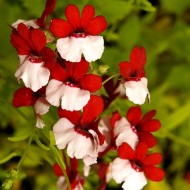 Nemesia strumosa Danish Flag