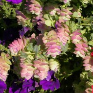 Origanum Rotundifolium Kent Beauty