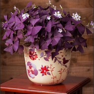 Oxalis Triangularis