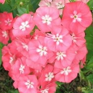 Phlox Drummondii Leopoldii