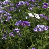 Phlox Drummondii Sugar Stars