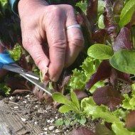 Salata Baby Leaf