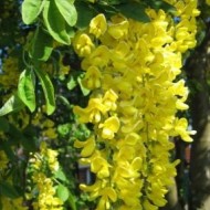 Salcam galben-Laburnum anagyroides