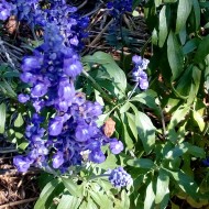 Salvia Farinacea Victoria Blue