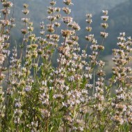 Salvia Mellifera-Black Sage