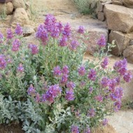 Salvia Pachyphylla