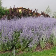 Salvia Rusa Perovskia Atriplicifolia