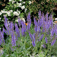 Salvia Transilvanica