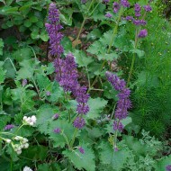 Salvia Verticillata Purple Rain