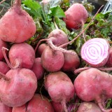 Sfecla Chioggia