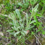 Sideritis Syriaca-Mountain tea