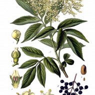 Soc-Sambucus nigra