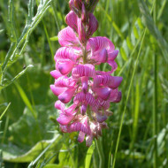 Sparceta-Onobrychis Viciifolia